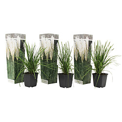 Plant in a Box Cortaderia selloana - Set de 3 - La pampa - Blanc - Pot 9cm - Hauteur 25-40cm 