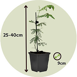 Plant in a Box Acacia dealbata 'Mimosa' - Set de 3 - Pot 9cm - Hauteur 25-40cm