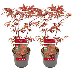 Plant in a Box Acer palmatum 'Atropurpureum' - Set de 2 - Erable - Pot 19cm - Hauteur 60-70cm