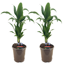 Plant in a Box Dracaena Deremensis 'Janet Craig' - Pot 17cm - Hauteur 60-70cm 