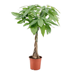 Plant in a Box Pachira Aquatica - 'L'arbre à monnaie' - Pot 17cm - Hauteur 60-70cm