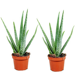 Plant in a Box Aloe Vera - Set de 2 - Succulente - Pot 10,5cm - Hauteur 25-40cm