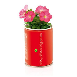 Avis Totalcadeau Pot de fleur effet boîte de conserve avec graines de pétunia Couleur - Rouge pas cher