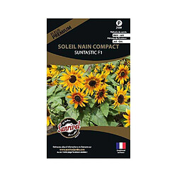 Sanrival Graines de fleurs premium soleil nain compact Suntastic