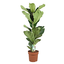 Plant in a Box Ficus Lyrata - XL Ficus Lyrata plante - Pot 21cm - Hauteur 70-90cm