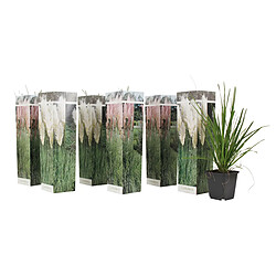 Plant in a Box Cortaderia selloana - Mélange de 6 - Blanc & Rose - Pot 9cm - Hauteur 25-40cm 