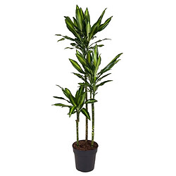 Plant in a Box Dracaena fragrans Cintho - Dragonnier - 24cm - Hauteur 140-150cm