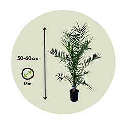 Plant in a Box Phoenix Canariensis - Hauteur 50-60cm - Set de 2 - Palmier Resistant - Pot 15cm