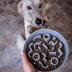 Gamelle pour chien District