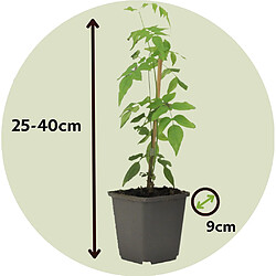 Plant in a Box Jasminoides Officinale - Set de 3 - Blanc - Jasmin - Pot 9cm - Hauteur 25-40cm