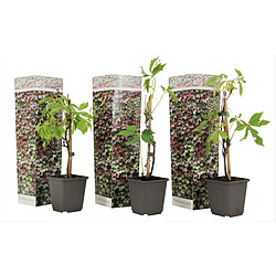 Plant in a Box Parthenocissus 'Wild Winged' - Set de 3 - Pot 9cm - Hauteur 25-40cm 