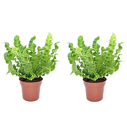 Plant in a Box Asplenium 'Vague croustillante' - Fougère - Set de 2 - 12cm - Hauteur 25-40cm