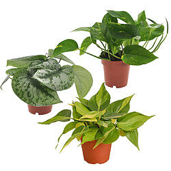 Plant in a Box Epipremnum Mix - Lot de 3 - Plantes d'intérieur - Pot 12cm - Hauteur 25-40cm