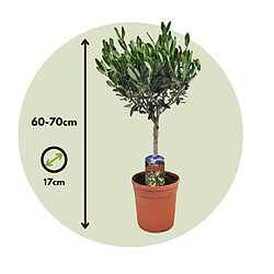 Plant in a Box Olea Europaea - Olivier rustique sur tige - Pot 17cm - Hauteur 60-70cm