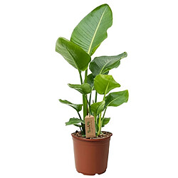 Plant in a Box Strelitzia Nicolai - Plante Oiseau de Paradis - Pot 17cm - Hauteur 55-70cm