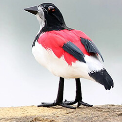 Oiseaux ornement pastorale présentoir jardin