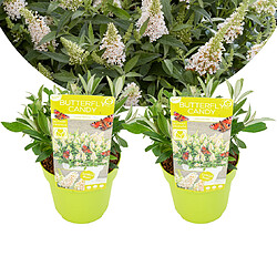 Plant in a Box Buddleja Candy 'Petit blanc' - Buddleia - Pot 19cm - Hauteur 30-40cm