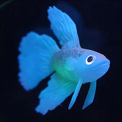 Acheter Silicone Artificielle Douce Rougeoyant Effet Betta Poissons D'aquarium Réservoir Décor Bleu