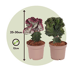 Plant in a Box Euphorbia mix - Mélange de 2 plantes - Pot 12cm - Hauteur 25-30cm