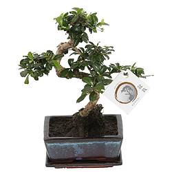 Plant in a Box Bonsai 'Carmona' - En forme de S - Largeur 15cm - Hauteur 20-25cm