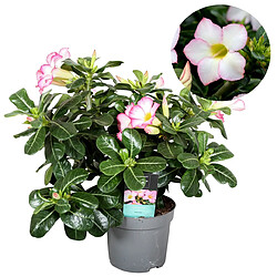 Plant in a Box Adenium Obesum - Blanc - Rose du désert - Pot 13cm - Hauteur 30-40cm