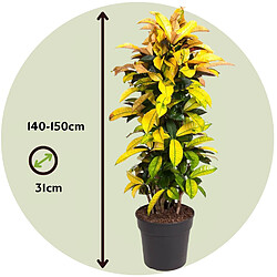 Plant in a Box Codiaeum variegatum 'Mrs. Iceton' - Crotone - Pot 31cm - Hauteur 140-150cm