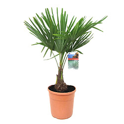 Plant in a Box Trachycarpus Fortunei - Palmier éventail - Pot 21cm - Hauteur 65-75cm