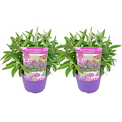 Plant in a Box Buddleja Candy 'Petit violet' - Set de 2 - Buddleia - Pot 19cm - Hauteur 30-40cm