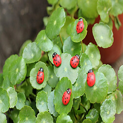 Acheter petites coccinelles Paysage Jardin