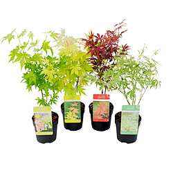 Plant in a Box Acer palmatum - Set de 4 - Erable du Japon - 10,5cm - Hauteur 25-40cm