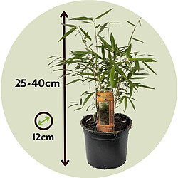 Plant in a Box Fargesia Asian - Set de 3 - Bambou non cultivé - Pot 13cm - Hauteur 25-40cm