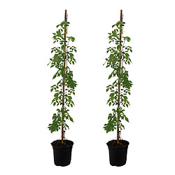 Plant in a Box Campsis 'Mme Galen' XL - Lot de 2 - Plante grimpante - 17 cm - Hauteur 110-120cm