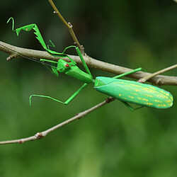 réaliste insecte animal pot cintre réfrigérateur aimant jardin décor mantis