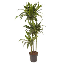 Plant in a Box Dracaena fragrans 'Janet Craig' - XXL - Pot 24 cm - Hauteur 140-150cm