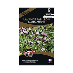 Sanrival Graines de fleurs premium lavande papillon stoecka