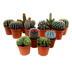 Plant in a Box Mini Cactus - Mélange de 12 Pièces - Pot 5.5cm - Hauteur 5-10cm 