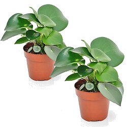 Plant in a Box Peperomia Raindrop - Set de 2 - Pot 12cm - Hauteur 20-30cm