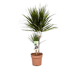 Plant in a Box Dracaena Marginata - Dragonnier - Pot 17cm - Hauteur 70-80cm