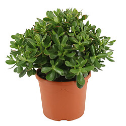 Plant in a Box Crassula ovata 'Minor' M - Plante d'intérieur - Succulente - 17cm - H30-35cm