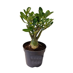 Plant in a Box Adenium Obesum - Rosier du désert fleuri - Pot 10,5cm - Hauteur 25-40cm