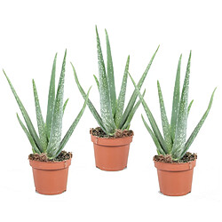 Plant in a Box Aloe Vera - Set de 3 - Succulentes - 10,5cm - Hauteur 25-40cm 