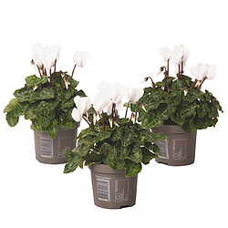 Plant in a Box Cyclamen persicum 'Metis White' - Set de 3 - Pot 9cm - Hauteur 10-20cm