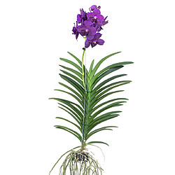 Plant in a Box Vanda Velvet Blackberry - Orchidée en fleur - Hauteur 80-90cm