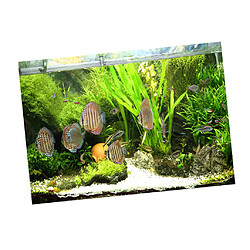 Acheter Image d'arrière-plan d'aquarium