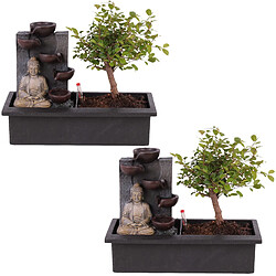 Plant in a Box Bonsaï avec système d'eau - Set de 2 - Bouddha - Hauteur 25-35cm