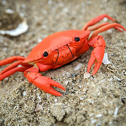 Totalcadeau Crabe téléguidé radiocommandé gris Crabe téléguidé radiocommandé gris pas cher