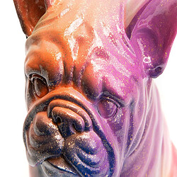 Amadeus Bulldog Français Yuki assis Rainbow XS