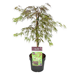 Plant in a Box Acer palmatum 'Inaba-shidare' - Érable japonais - Pot 13cm - Hauteur 30-40cm 