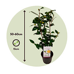 Plant in a Box Camellia japonica 'Brushfield's Yellow' - Rose - Pot 15cm - Hauteur 50-60cm