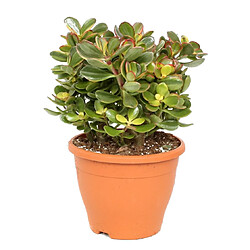 Plant in a Box Crassula ovata 'Sunset' L - Plante d'intérieur - Succulente - 23cm - H45-50cm